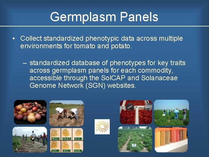 Germplasm Panels • Collect standardized phenotypic data across multiple environments for tomato and potato.