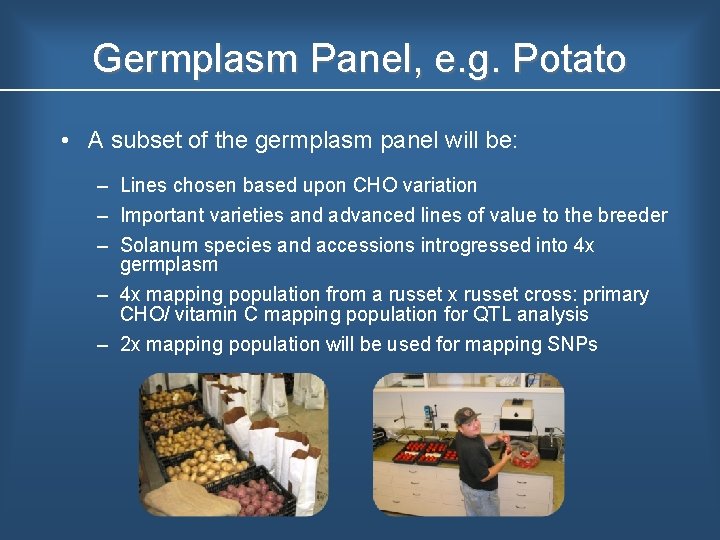Germplasm Panel, e. g. Potato • A subset of the germplasm panel will be:
