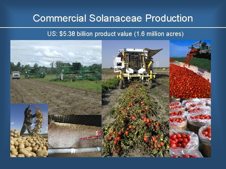 Commercial Solanaceae Production US: $5. 38 billion product value (1. 6 million acres) 