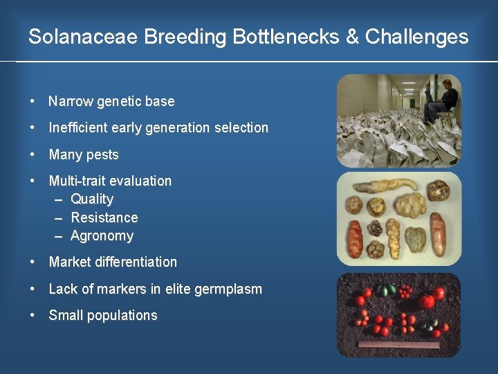 Solanaceae Breeding Bottlenecks & Challenges • Narrow genetic base • Inefficient early generation selection