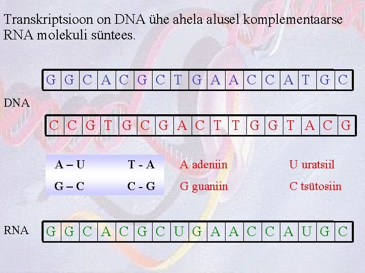 Transkriptsioon on DNA ühe ahela alusel komplementaarse RNA molekuli süntees. G G C A