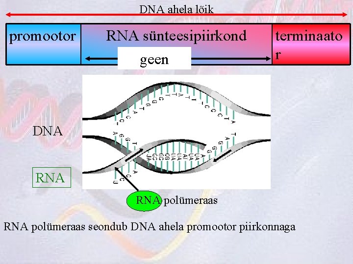 DNA ahela lõik promootor RNA sünteesipiirkond geen terminaato r DNA RNA polümeraas seondub DNA