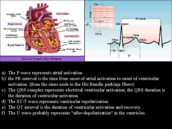 normal ECG a) The P wave represents atrial activation b) the PR interval is