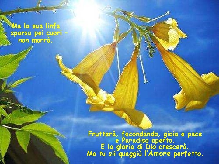 Ma la sua linfa - sparsa pei cuori – non morrà. Frutterà, fecondando, gioia
