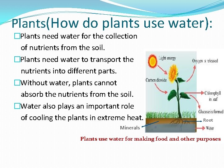 Plants(How do plants use water): �Plants need water for the collection of nutrients from