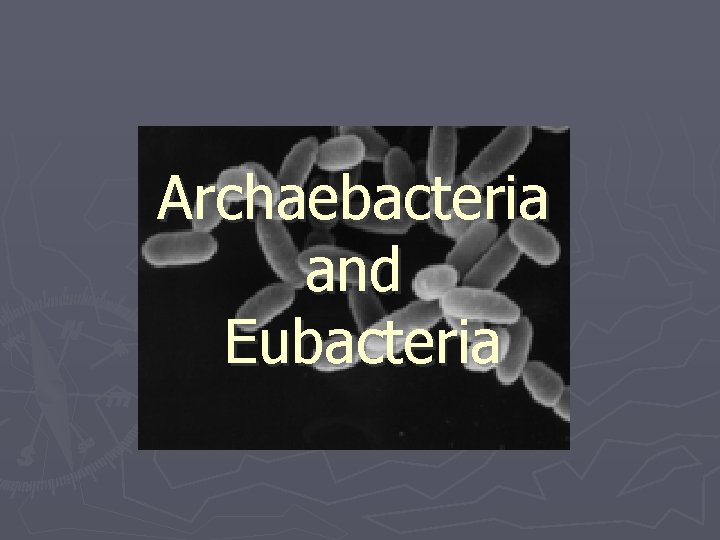 Archaebacteria and Eubacteria 