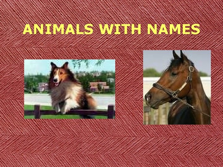 ANIMALS WITH NAMES 
