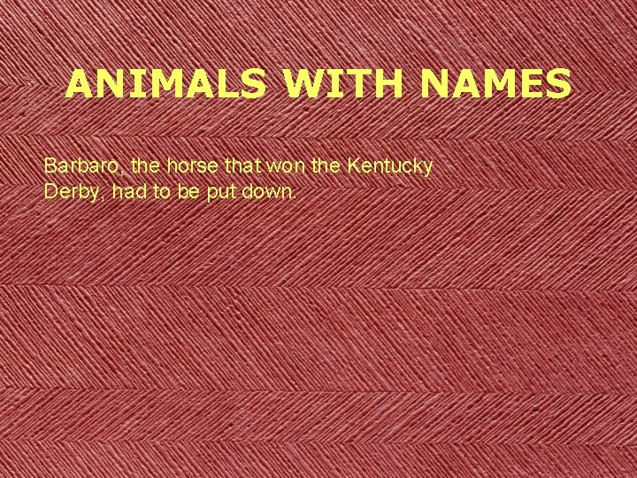 ANIMALS WITH NAMES Barbaro, the horse that won the Kentucky Derby, had to be