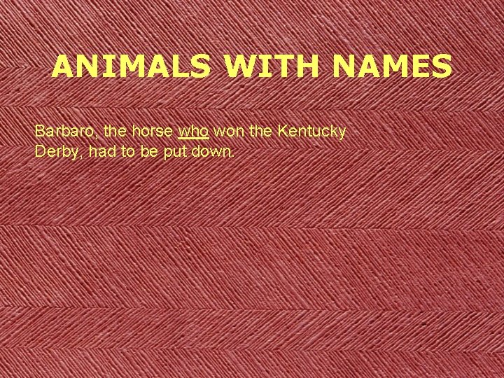 ANIMALS WITH NAMES Barbaro, the horse who won the Kentucky Derby, had to be