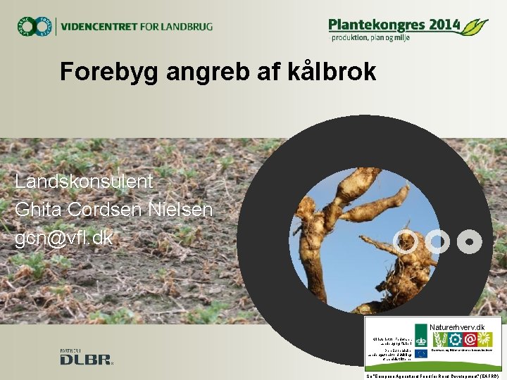 Forebyg angreb af kålbrok Landskonsulent Ghita Cordsen Nielsen gcn@vfl. dk Naturerhverv. dk Ministeriet for