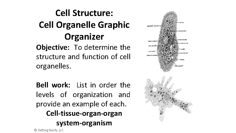 Cell Structure: Cell Organelle Graphic Organizer Objective: To determine the structure and function of