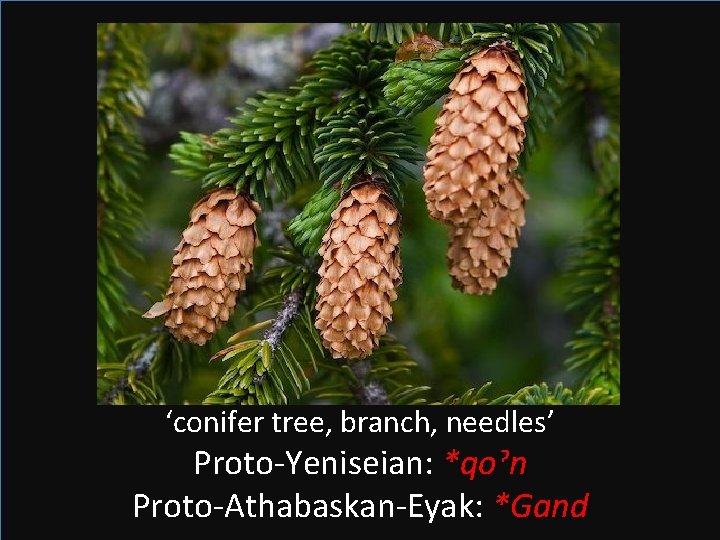 ‘conifer tree, branch, needles’ Proto-Yeniseian: *qoˀn Proto-Athabaskan-Eyak: *Gand 