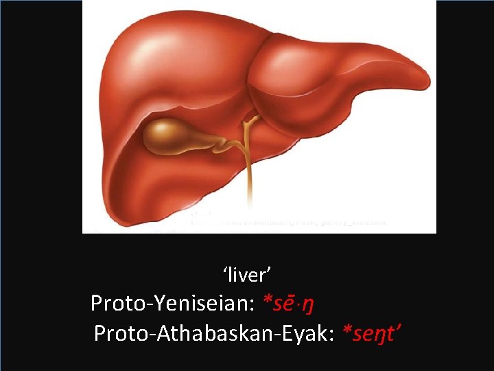 ‘liver’ Proto-Yeniseian: *se ˑŋ Proto-Athabaskan-Eyak: *seŋt’ 