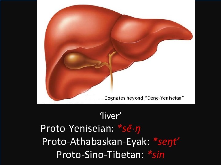 Cognates beyond “Dene-Yeniseian” ‘liver’ Proto-Yeniseian: *se ˑŋ Proto-Athabaskan-Eyak: *seŋt’ Proto-Sino-Tibetan: *sin 
