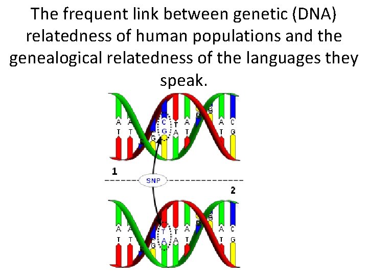 The frequent link between genetic (DNA) relatedness of human populations and the genealogical relatedness