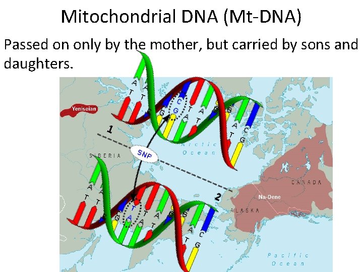 Mitochondrial DNA (Mt-DNA) Passed on only by the mother, but carried by sons and