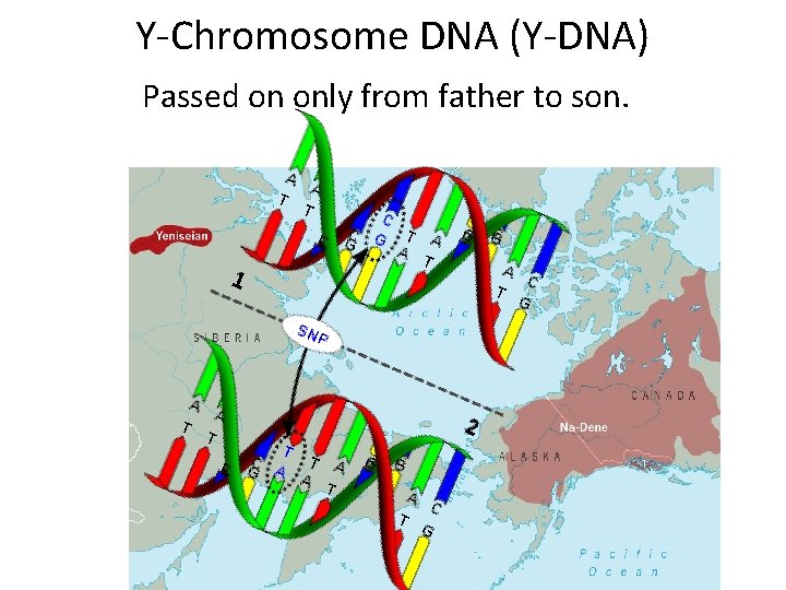 Y-Chromosome DNA (Y-DNA) Passed on only from father to son. 