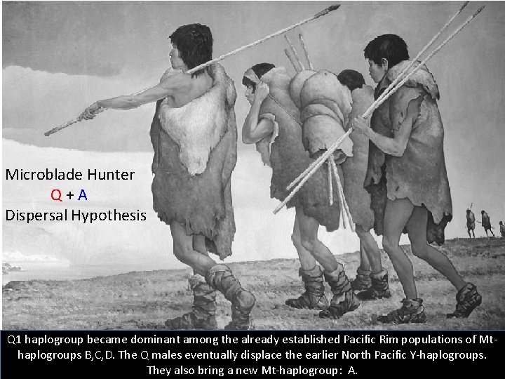 Microblade Hunter Q+A Dispersal Hypothesis Q 1 haplogroup became dominant among the already established