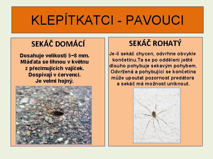 KLEPÍTKATCI - PAVOUCI SEKÁČ DOMÁCÍ Dosahuje velikosti 5− 8 mm. Mláďata se líhnou v