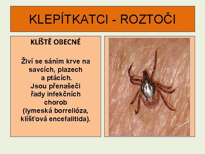 KLEPÍTKATCI - ROZTOČI KLÍŠTĚ OBECNÉ Živí se sáním krve na savcích, plazech a ptácích.