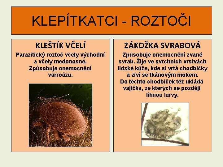 KLEPÍTKATCI - ROZTOČI KLEŠTÍK VČELÍ ZÁKOŽKA SVRABOVÁ Parazitický roztoč včely východní a včely medonosné.