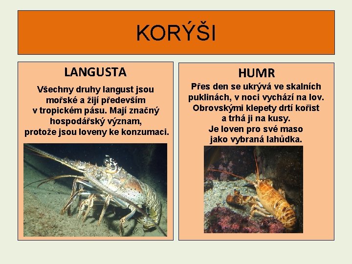 KORÝŠI LANGUSTA HUMR Všechny druhy langust jsou mořské a žijí především v tropickém pásu.