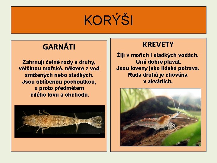 KORÝŠI GARNÁTI Zahrnují četné rody a druhy, většinou mořské, některé z vod smíšených nebo