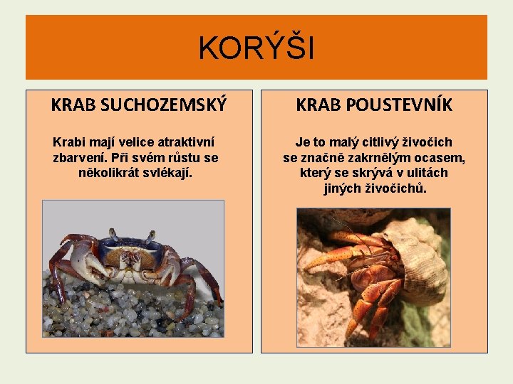 KORÝŠI KRAB SUCHOZEMSKÝ KRAB POUSTEVNÍK Krabi mají velice atraktivní zbarvení. Při svém růstu se