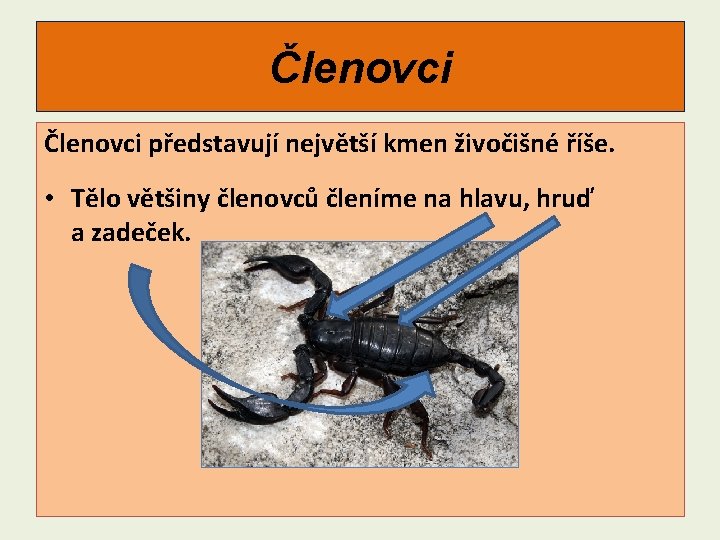 Členovci představují největší kmen živočišné říše. • Tělo většiny členovců členíme na hlavu, hruď