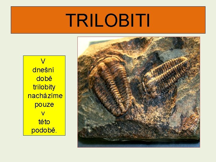 TRILOBITI V dnešní době trilobity nacházíme pouze v této podobě. 