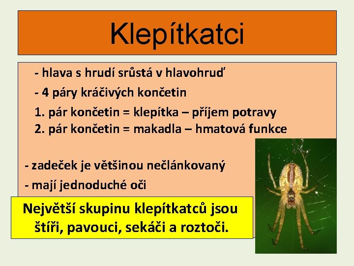 Klepítkatci - hlava s hrudí srůstá v hlavohruď - 4 páry kráčivých končetin 1.