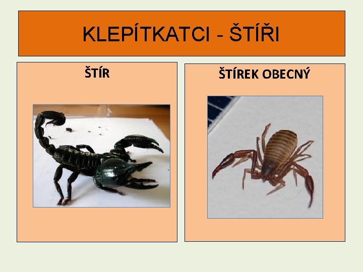 KLEPÍTKATCI - ŠTÍŘI ŠTÍREK OBECNÝ 