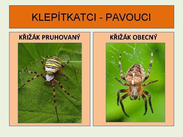 KLEPÍTKATCI - PAVOUCI KŘIŽÁK PRUHOVANÝ KŘIŽÁK OBECNÝ 