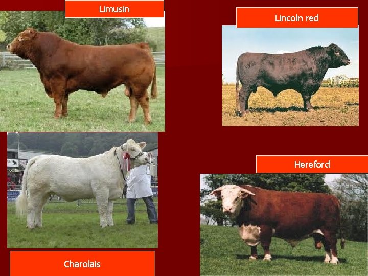 Limusin Lincoln red Hereford Charolais 