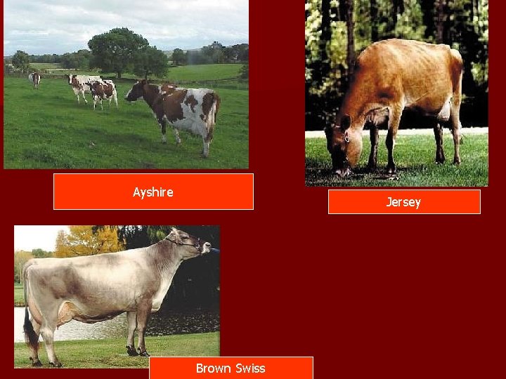 Ayshire Jersey Brown Swiss 