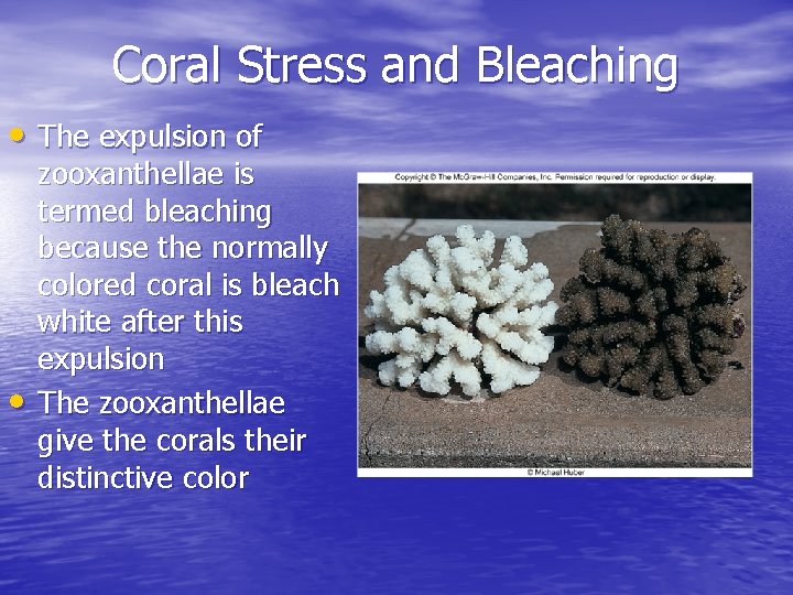 Coral Stress and Bleaching • The expulsion of • zooxanthellae is termed bleaching because Coral Stress and Bleaching • The expulsion of • zooxanthellae is termed bleaching because
