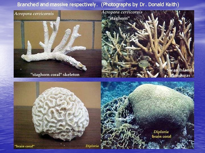 Branched and massive respectively. (Photographs by Dr. Donald Keith) Branched and massive respectively. (Photographs by Dr. Donald Keith)