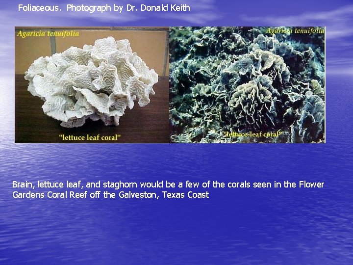 Foliaceous. Photograph by Dr. Donald Keith Brain, lettuce leaf, and staghorn would be a Foliaceous. Photograph by Dr. Donald Keith Brain, lettuce leaf, and staghorn would be a