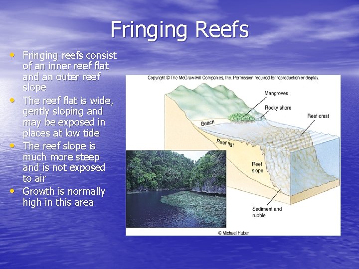 Fringing Reefs • Fringing reefs consist • • • of an inner reef flat Fringing Reefs • Fringing reefs consist • • • of an inner reef flat
