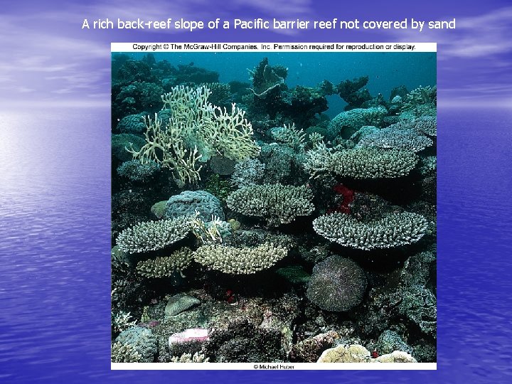 A rich back-reef slope of a Pacific barrier reef not covered by sand A rich back-reef slope of a Pacific barrier reef not covered by sand