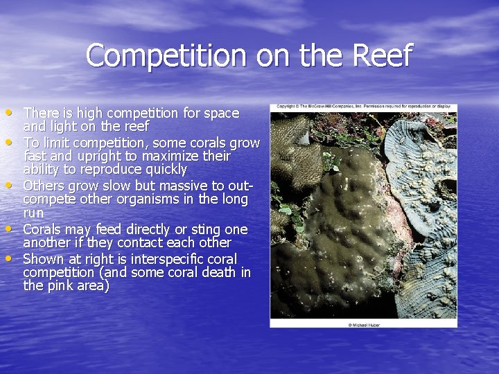 Competition on the Reef • There is high competition for space • • and Competition on the Reef • There is high competition for space • • and