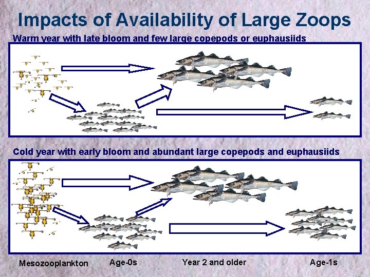 Impacts of Availability of Large Zoops Warm year with late bloom and few large