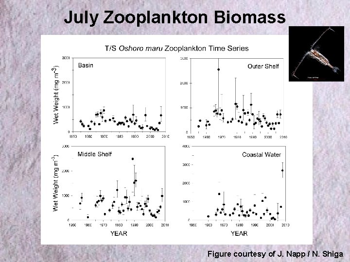 July Zooplankton Biomass Figure courtesy of J. Napp / N. Shiga 