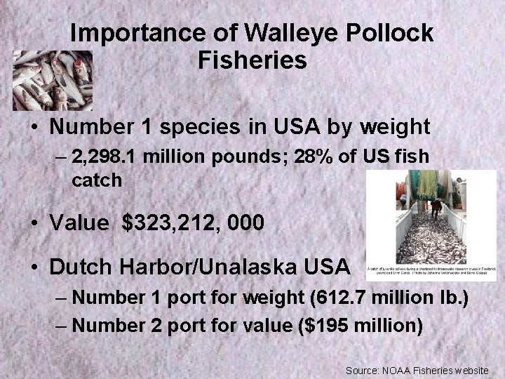 Importance of Walleye Pollock Fisheries • Number 1 species in USA by weight –
