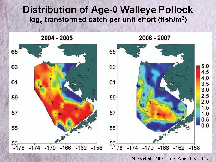 Distribution of Age-0 Walleye Pollock loge transformed catch per unit effort (fish/m 3) Moss