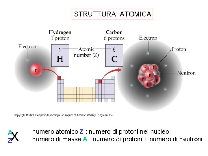 STRUTTURA ATOMICA A Z X numero atomico Z : numero di protoni nel nucleo STRUTTURA ATOMICA A Z X numero atomico Z : numero di protoni nel nucleo