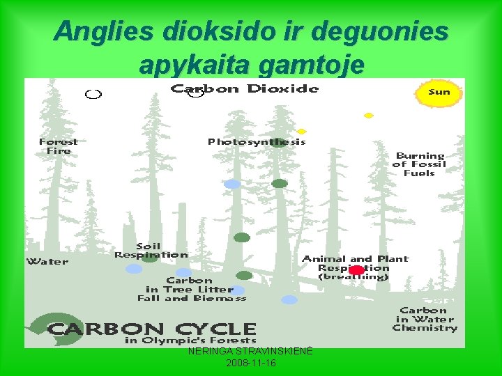 Anglies dioksido ir deguonies apykaita gamtoje NERINGA STRAVINSKIENĖ 2008 -11 -16 