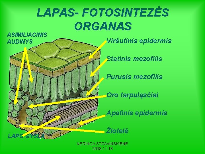 LAPAS- FOTOSINTEZĖS ORGANAS ASIMILIACINIS AUDINYS Viršutinis epidermis Statinis mezofilis Purusis mezofilis Oro tarpuląsčiai Apatinis