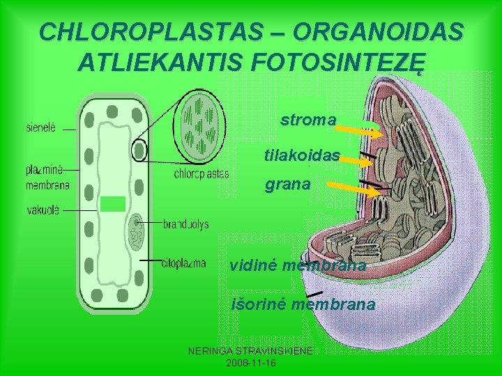 CHLOROPLASTAS – ORGANOIDAS ATLIEKANTIS FOTOSINTEZĘ stroma tilakoidas grana vidinė membrana išorinė membrana NERINGA STRAVINSKIENĖ