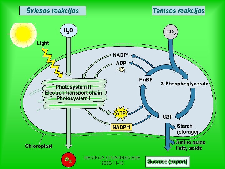 Šviesos reakcijos Tamsos reakcijos NERINGA STRAVINSKIENĖ 2008 -11 -16 